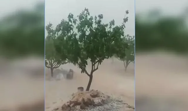 Bu yıl dolu ve yağış, Urfa'da fıstık bırakmadı