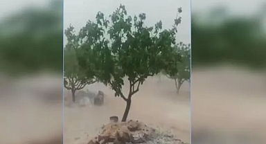 Bu yıl dolu ve yağış, Urfa'da fıstık bırakmadı