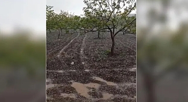 Dolu ve sağanak yağış meyve bahçelerini vurdu