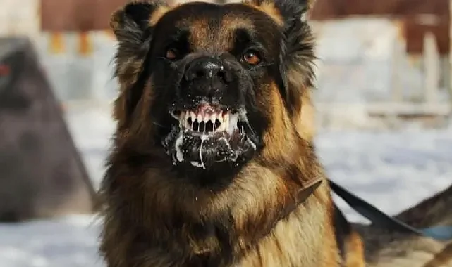 Halfeti’de sahipsiz köpek saldırısı