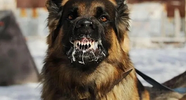 Halfeti’de sahipsiz köpek saldırısı