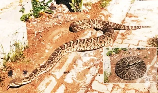 Havalar ısındı: Yılanlar çıkmaya başladı