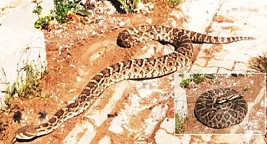 Havalar ısındı: Yılanlar çıkmaya başladı
