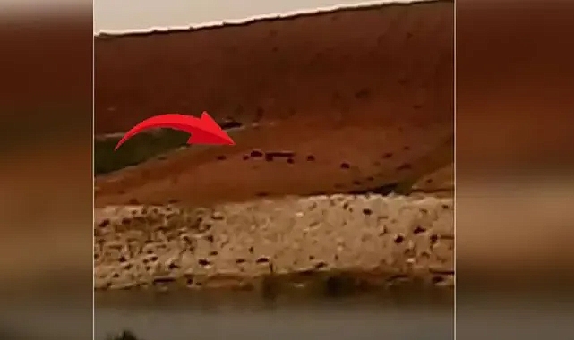 Şanlıurfa’da domuz sürüsü kırsal bölgelerde görüldü