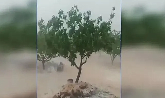 Şanlıurfa’da yağış ve dolu, fıstığı bu yıl derinden vurdu