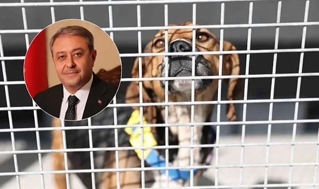 Vali Şıldak: Urfa'da 32 bin 852 sahipsiz hayvan toplandı