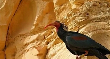 Birecik'te kelaynak sevinci: 66 yavru daha dünyaya geldi