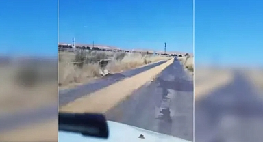 Harran'da yol boyunca dökülen buğday dikkat çekti (VİDEO)