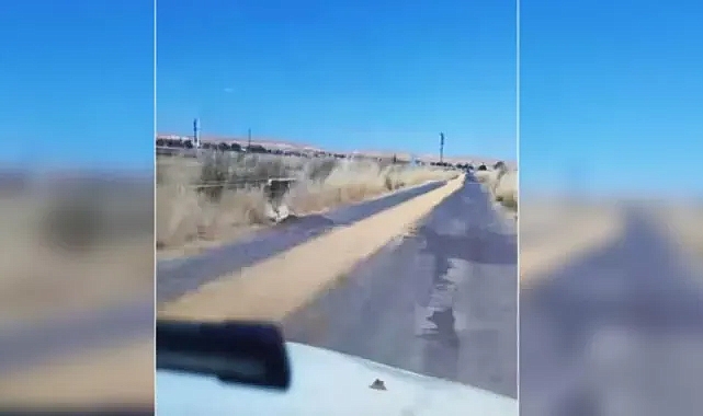 Harran'da yol boyunca dökülen buğday dikkat çekti (VİDEO)