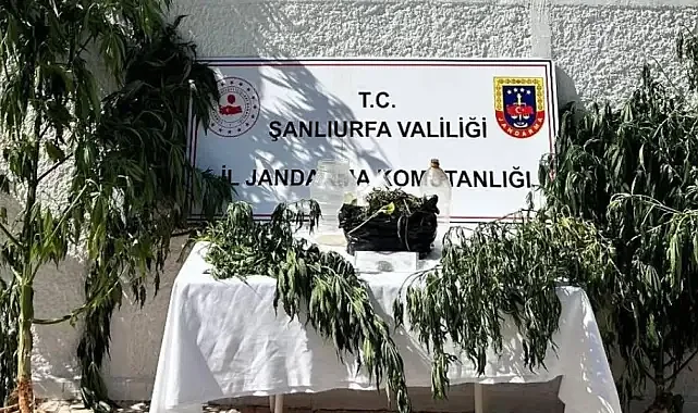 Hilvan'da 'kenevir' operasyonu: 1 gözaltı
