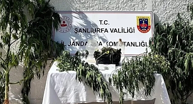 Hilvan'da 'kenevir' operasyonu: 1 gözaltı