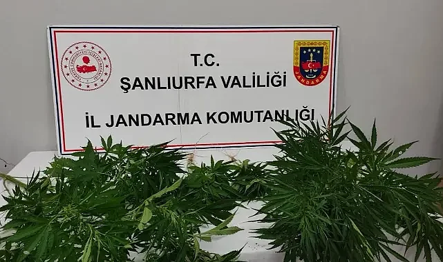 Hilvan ve Halfeti'de uyuşturucu operasyonu
