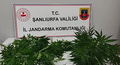 Hilvan ve Halfeti'de uyuşturucu operasyonu