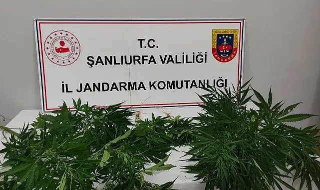 Hilvan ve Halfeti'de uyuşturucu operasyonu