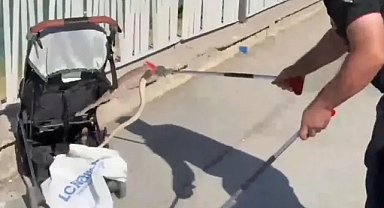 Karaköprü GAP 3. Etap’ta yılan paniği (VİDEO)