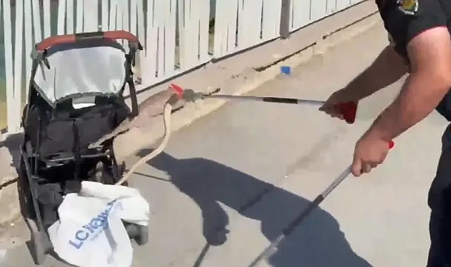 Karaköprü GAP 3. Etap’ta yılan paniği (VİDEO)