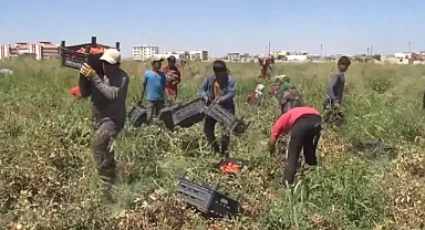 Mevsimlik Göç, şehri hayalet şehre çevirdi
