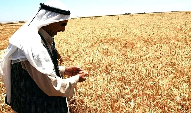 Şanlıurfa çiftçisi nasıl ayakta kalır?