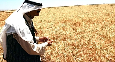 Şanlıurfa çiftçisi nasıl ayakta kalır?