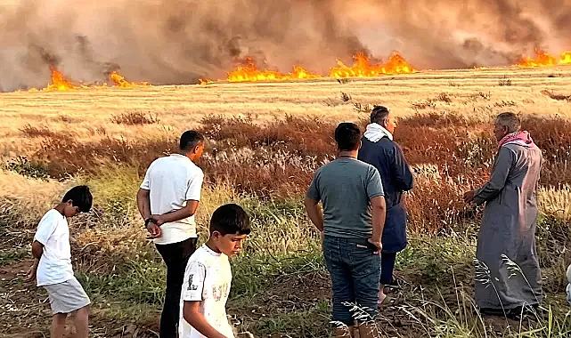 Şanlıurfa'da 300 dönüm tarla alevlere teslim oldu