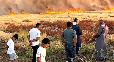 Şanlıurfa'da 300 dönüm tarla alevlere teslim oldu