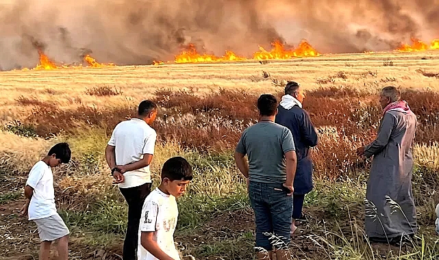 Şanlıurfa'da 300 dönüm tarla alevlere teslim oldu