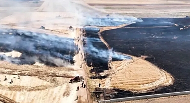Şanlıurfa'da emekler bir tarlada daha zayi oldu