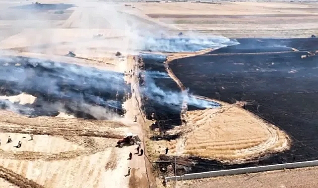 Şanlıurfa'da emekler bir tarlada daha zayi oldu