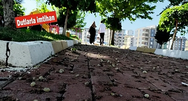 Şanlıurfa'da kaldırımlar ve parklar renk değiştirdi