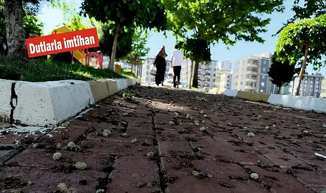 Şanlıurfa'da kaldırımlar ve parklar renk değiştirdi