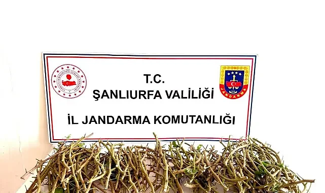 TİGEM'e dadanan 3 hırsız kıskıvrak yakalandı