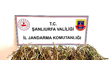 TİGEM'e dadanan 3 hırsız kıskıvrak yakalandı
