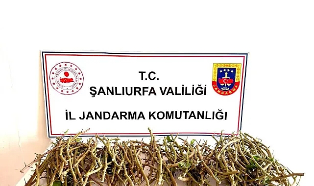 TİGEM'e dadanan 3 hırsız kıskıvrak yakalandı