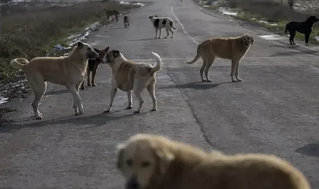 Urfa'da başıboş köpekler bir çocuğa saldırdı