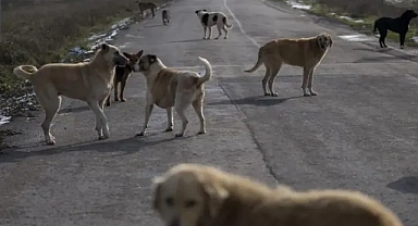 Urfa'da başıboş köpekler bir çocuğa saldırdı