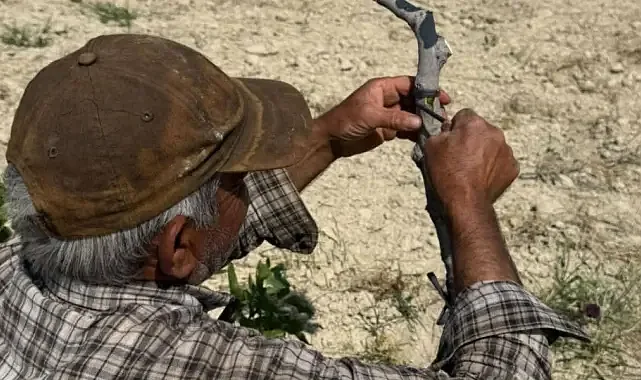 Urfa Fıstığında 'Kalem Aşısı' mesaisi başladı