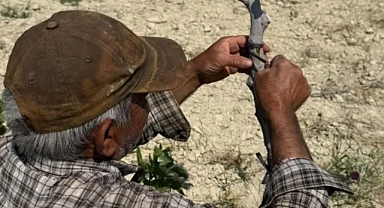 Urfa Fıstığında 'Kalem Aşısı' mesaisi başladı