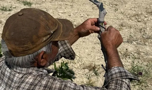 Urfa Fıstığında 'Kalem Aşısı' mesaisi başladı