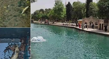 Balıklıgöl’deki balık ölümleri 'mercek altına alınsın' önerisi
