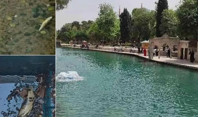 Balıklıgöl’deki balık ölümleri 'mercek altına alınsın' önerisi