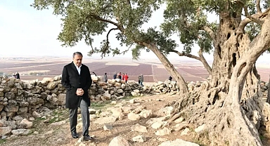 Göbeklitepe Zeytin Ağacı Çevre Düzenleme Projesi hayata geçiriliyor