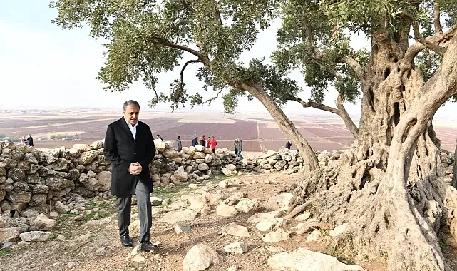 Göbeklitepe Zeytin Ağacı Çevre Düzenleme Projesi hayata geçiriliyor