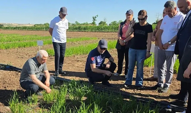 Karacadağ Pirinci'nin geleceği için bilimsel çalışma başlatıldı