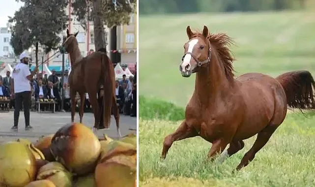 Suruç ve Malatya tayları arasındaki farklar neler ?