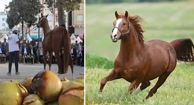 Suruç ve Malatya tayları arasındaki farklar neler ?