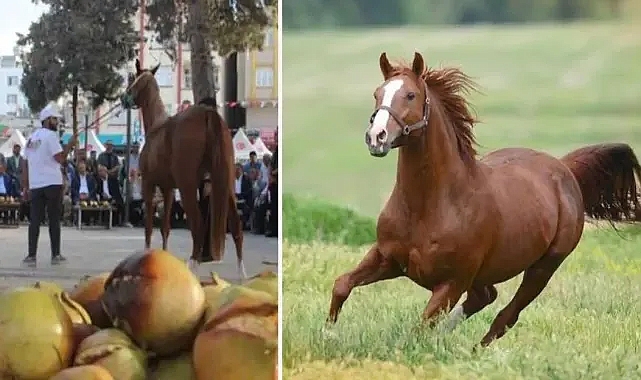 Suruç ve Malatya tayları arasındaki farklar neler ?
