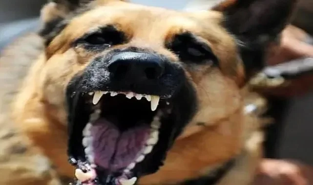 Urfa'da 6 yaşındaki çocuğa sokak köpekleri saldırdı