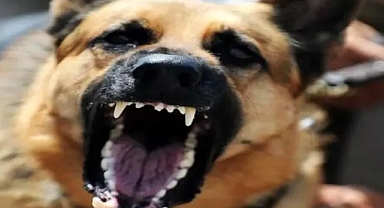 Urfa'da 6 yaşındaki çocuğa sokak köpekleri saldırdı