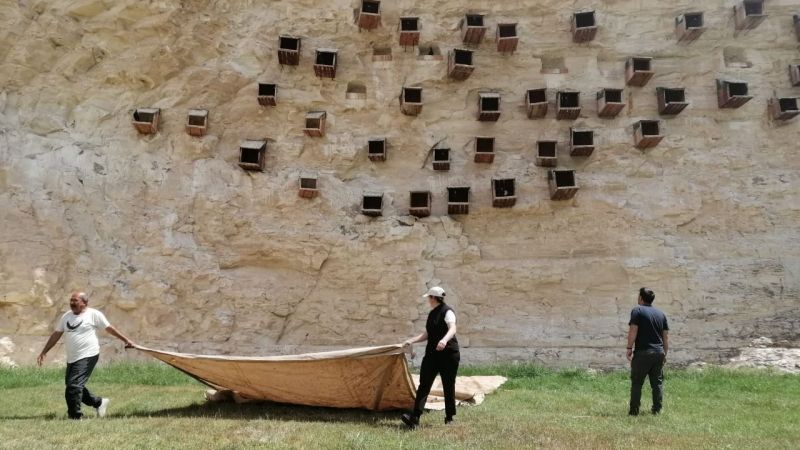 Birecik’te Kelaynaklar için özel önlem