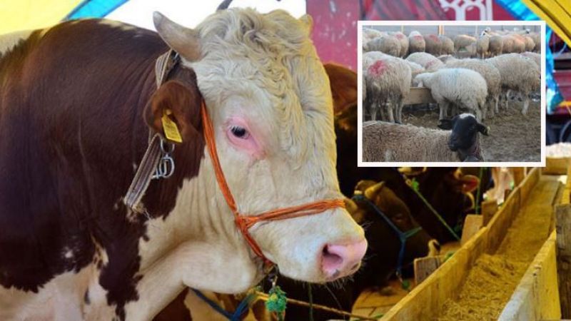 KURBAN FİYATLARI CEP YAKIYOR !